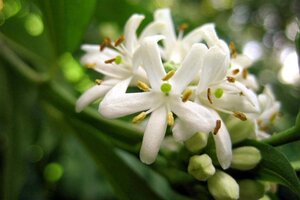 Heptacodium miconioides 60-80 cm container - afbeelding 1