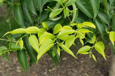 Heptacodium miconioides 60-80 cm container - afbeelding 12