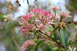 Heptacodium miconioides 60-80 cm container - afbeelding 11