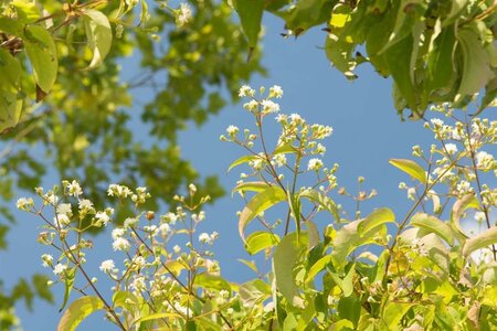 Heptacodium miconioides 60-80 cm container - afbeelding 10