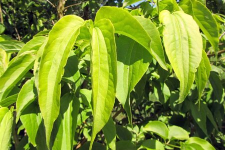 Heptacodium miconioides 60-80 cm container - afbeelding 9