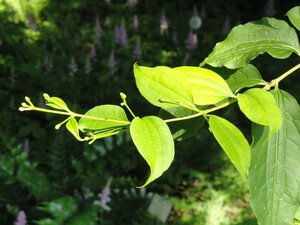 Heptacodium miconioides 60-80 cm container - afbeelding 7