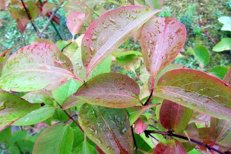 Heptacodium miconioides 60-80 cm container - afbeelding 6