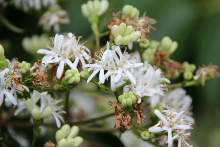 Heptacodium miconioides 60-80 cm container - afbeelding 5