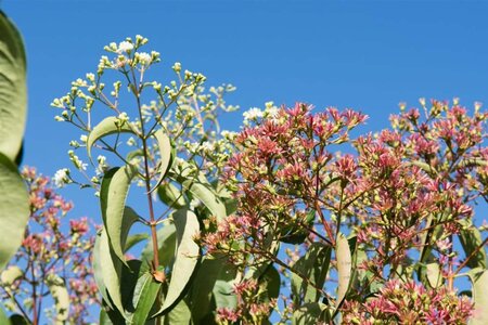 Heptacodium miconioides 60-80 cm container - afbeelding 3