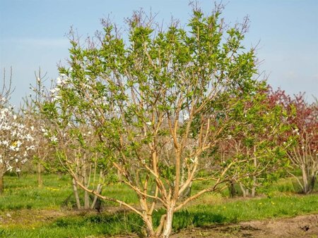 Heptacodium miconioides 60-80 cm container - afbeelding 2