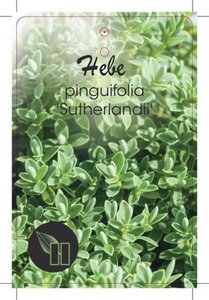 Hebe pinguifolia 'Pagei' geen maat specificatie cont. 10L - afbeelding 2