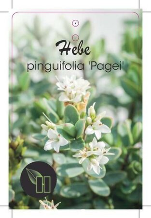 Hebe pinguifolia 'Pagei' geen maat specificatie cont. 2,0L - afbeelding 2