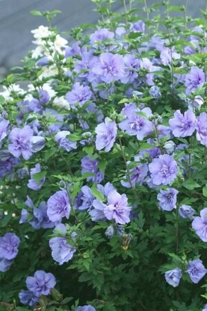 Hibiscus syr. Azurri 100-125 cm container - afbeelding 1