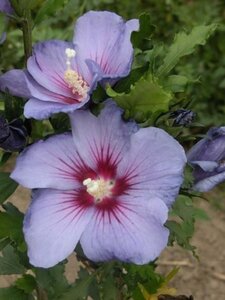 Hibiscus syr. Azurri 40-60 cm met kluit - afbeelding 2