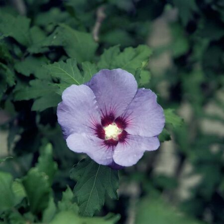 Hibiscus syr. 'Coelestis' 125-150 cm met kluit - afbeelding 1