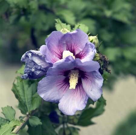 Hibiscus syr. 'Coelestis' 125-150 cm met kluit - afbeelding 2