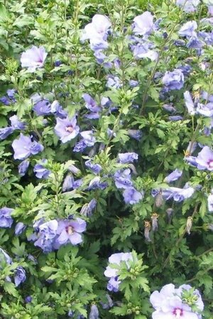 Hibiscus syr. 'Coelestis' 125-150 cm met kluit - afbeelding 3