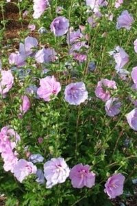 Hibiscus syr. Lavender Chiffon 60-80 cm container - afbeelding 2