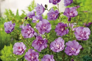 Hibiscus syr. Lavender Chiffon 80-100 cm container - afbeelding 1