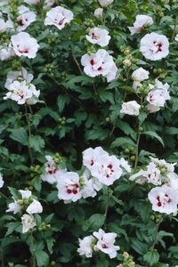 Hibiscus syr. 'Lady Stanley' 100-125 cm container - afbeelding 1