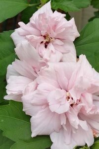 Hibiscus syr. 'Lady Stanley' 100-125 cm container - afbeelding 2