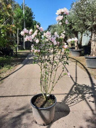 Hibiscus syr. 'Lady Stanley' 80-100 cm container - afbeelding 3