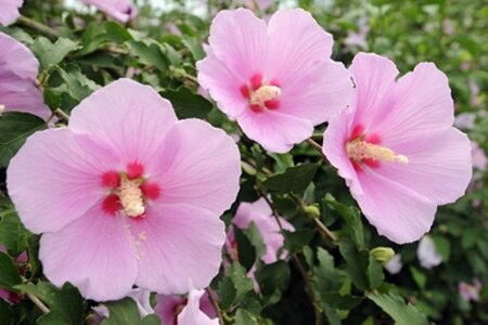 Hibiscus syr. Pink Giant 100-125 cm met kluit - afbeelding 1