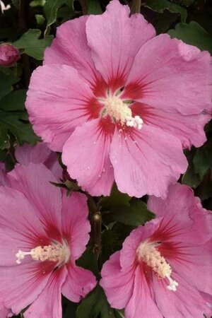 Hibiscus syr. Pink Giant 100-125 cm met kluit - afbeelding 2