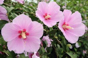 Hibiscus syr. Pink Giant 40-60 cm cont. 3,0L - afbeelding 1