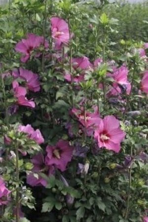 Hibiscus syr. Russian Violet 100-125 cm met kluit - afbeelding 1