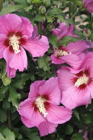 Hibiscus syr. Russian Violet 125-150 cm met kluit - afbeelding 2