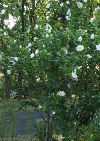 Hibiscus syr. White Chiffon 60-80 cm container - afbeelding 2