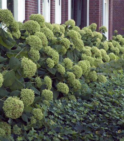 Hydrangea a. 'Annabelle' 30-40 cm cont. 5,0L - afbeelding 1