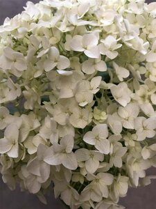 Hydrangea a. 'Annabelle' 30-40 cm cont. 5,0L - afbeelding 3