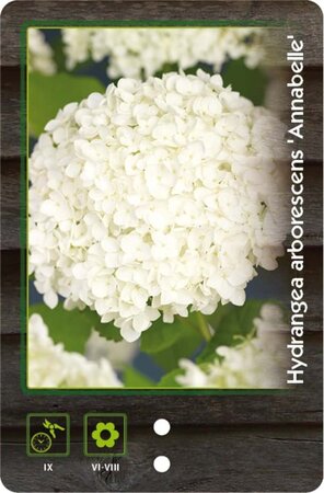 Hydrangea a. 'Annabelle' 40-50 cm cont. 3,0L - afbeelding 7