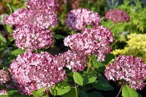 Hydrangea a. 'Pink Annabelle' = 'Invincibelle' 25-30 cm cont. 3,0L - afbeelding 1