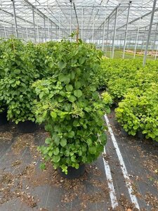 Hydrangea anomala petiolaris 125-150 cm cont. 35L solitair - afbeelding 1