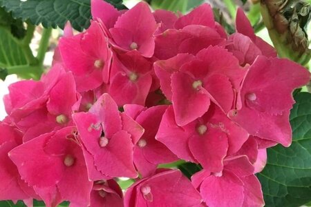 Hydrangea m. 'Hot Red' 25-30 cm cont. 3,0L - afbeelding 1