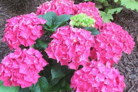 Hydrangea m. 'Hot Red' 25-30 cm cont. 3,0L - afbeelding 2