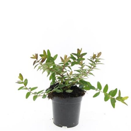 Hypericum dummeri 'Peter Dummer' geen maat specificatie cont. 1,5L - afbeelding 3