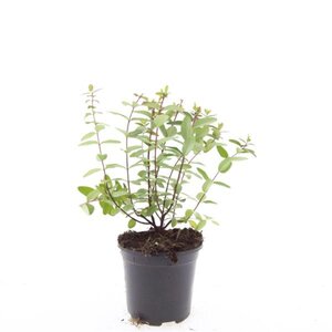 Hypericum dummeri 'Peter Dummer' geen maat specificatie cont. 1,5L - afbeelding 7