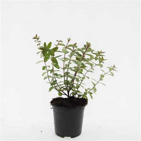 Hypericum dummeri 'Peter Dummer' geen maat specificatie cont. 1,5L - afbeelding 5