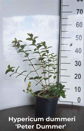 Hypericum dummeri 'Peter Dummer' geen maat specificatie cont. 1,5L - afbeelding 1