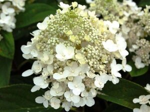 Hydrangea pan. Baby Lace 30-40 cm cont. 3,0L - afbeelding 1