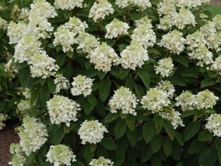 Hydrangea pan. Baby Lace 30-40 cm cont. 3,0L - afbeelding 2