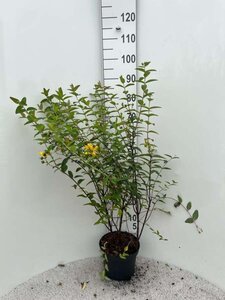 Hypericum 'Hidcote' 40-60 cm cont. 5,0L