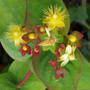 Hypericum i. 'Elstead' geen maat specificatie cont. 3,0L