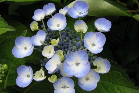 Hydrangea m. 'Bläuling' 25-30 cm cont. 3,0L - afbeelding 1