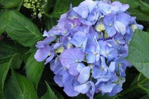 Hydrangea m. 'Deutschland' 25-30 cm cont. 3,0L - afbeelding 1