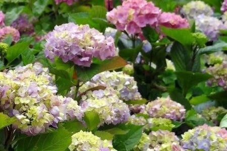 Hydrangea m. 'Deutschland' 25-30 cm cont. 3,0L - afbeelding 2