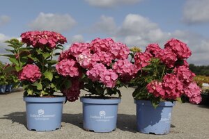 Hydrangea m. E. Summer Summer Love geen maat specificatie cont. 3,0L