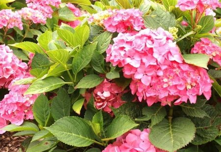 Hydrangea m. 'Freudenstein' 25-30 cm cont. 3,0L - afbeelding 1