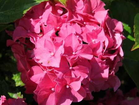 Hydrangea m. 'Freudenstein' 25-30 cm cont. 3,0L - afbeelding 2