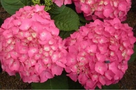 Hydrangea m. 'Freudenstein' 25-30 cm cont. 3,0L - afbeelding 3